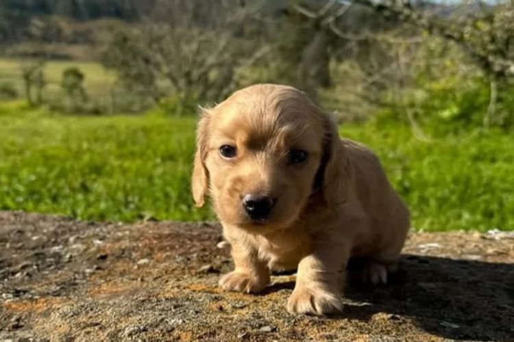 Dach of Pawfection (MDBA - Living Water)