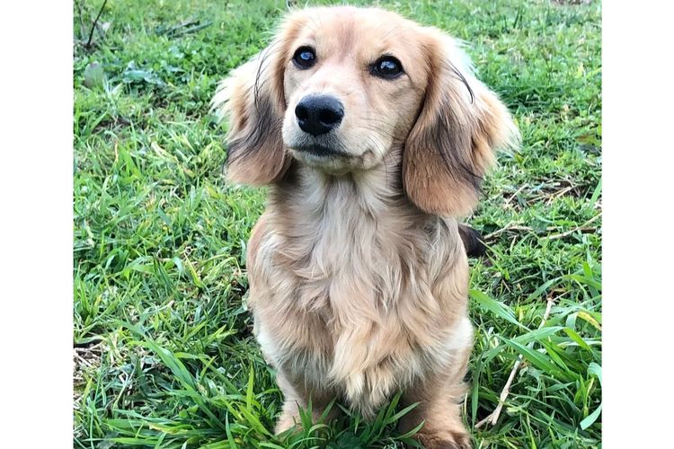 Dach of Pawfection (MDBA - Living Water)