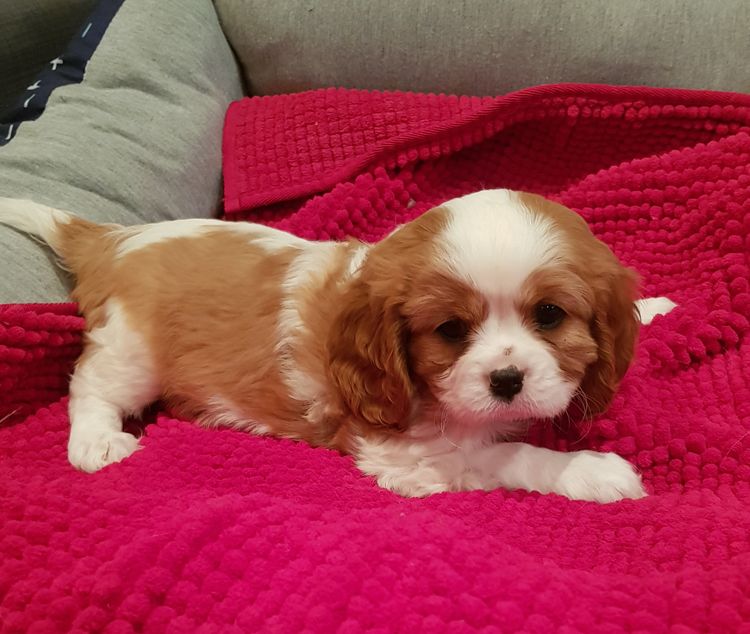 Serenity Bay Cavalier King Charles Spaniels