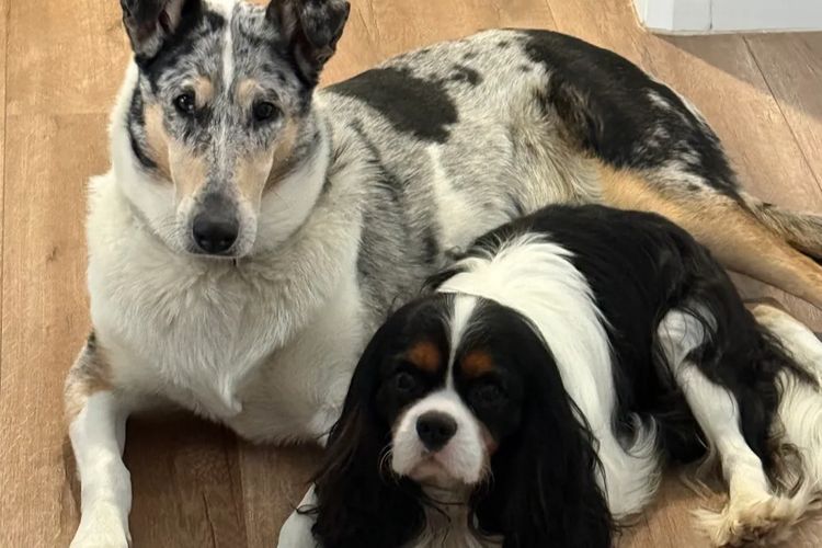 Blumedley Smooth Collies