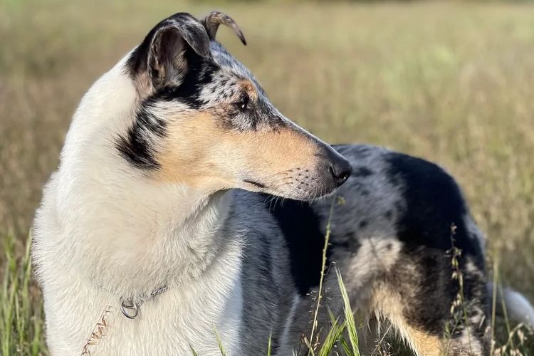 Blumedley Smooth Collies