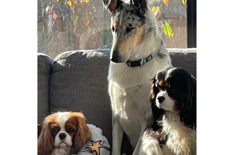 Blumedley Smooth Collies