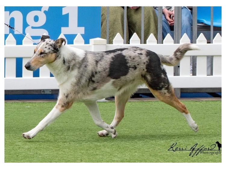 Blumedley Smooth Collies