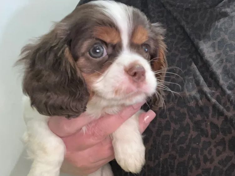 Palace Puppies Cavalier Kings Charles Spaniels