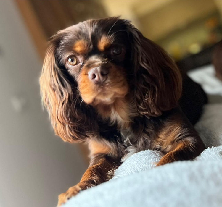 Palace Puppies Cavalier Kings Charles Spaniels