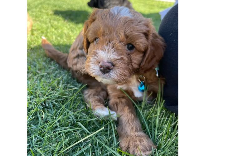 Adorable Cavoodles