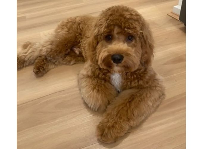 Adorable Cavoodles