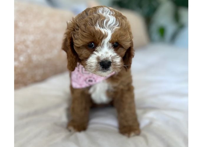 Adorable Cavoodles
