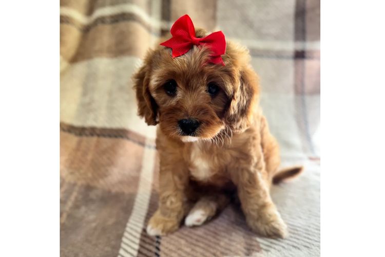 Adorable Cavoodles
