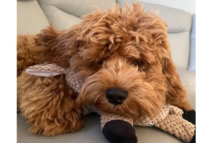 Adorable Cavoodles