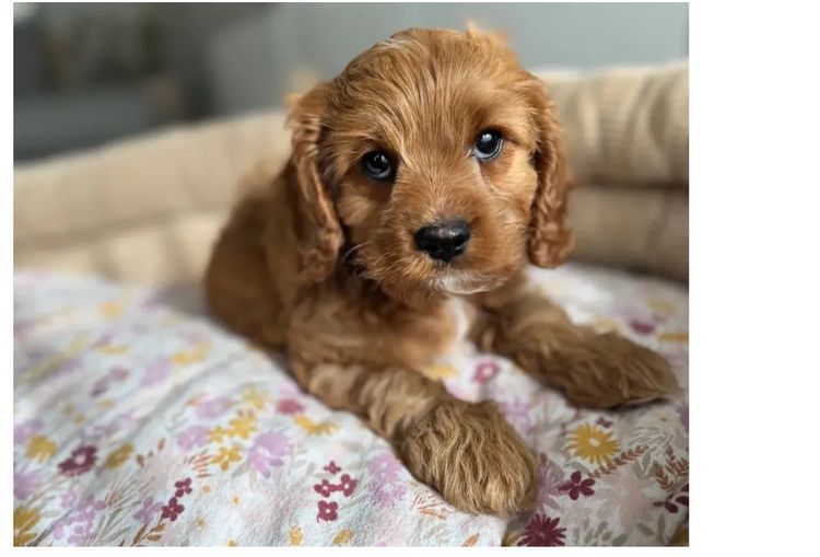 Adorable Cavoodles