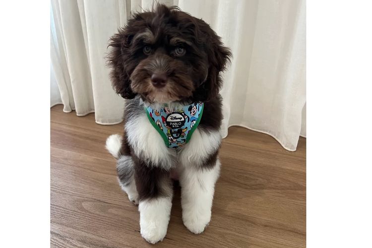 Adorable Cavoodles