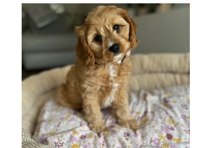 Adorable Cavoodles