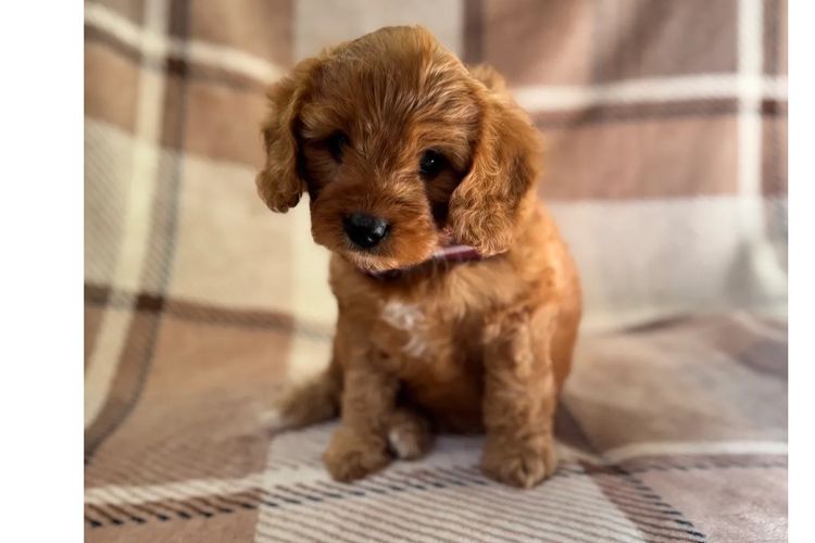 Adorable Cavoodles