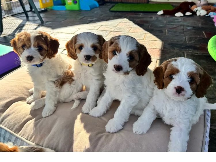 Adorable Cavoodles