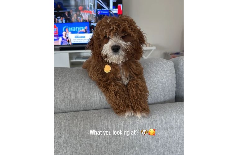 Adorable Cavoodles