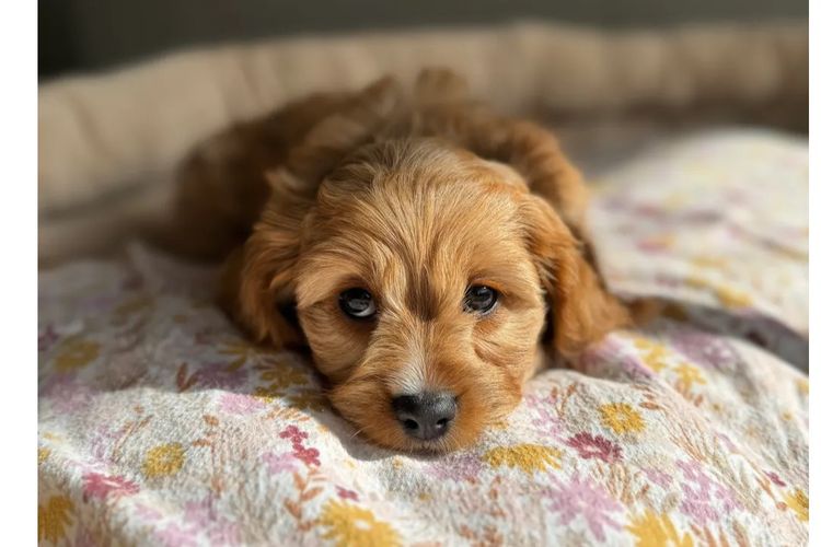 Adorable Cavoodles