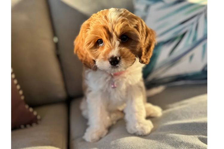 Adorable Cavoodles