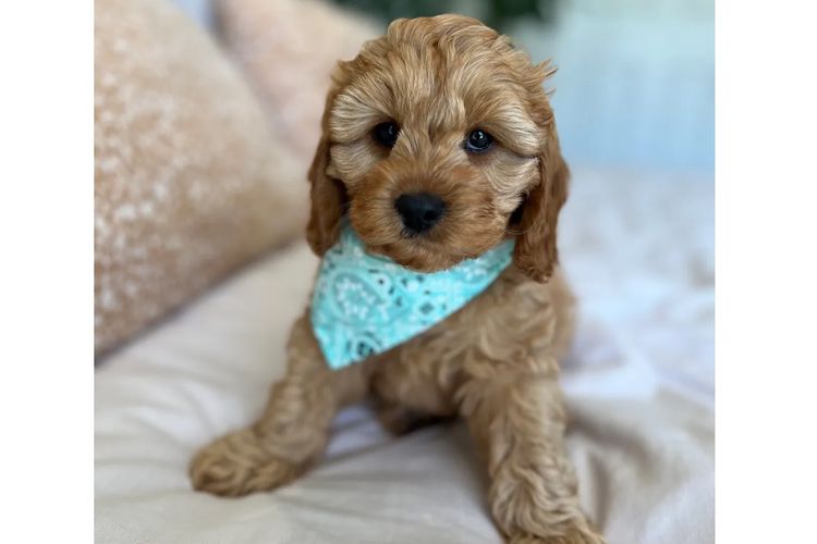 Adorable Cavoodles