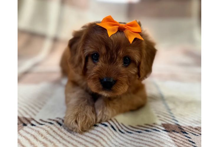 Adorable Cavoodles