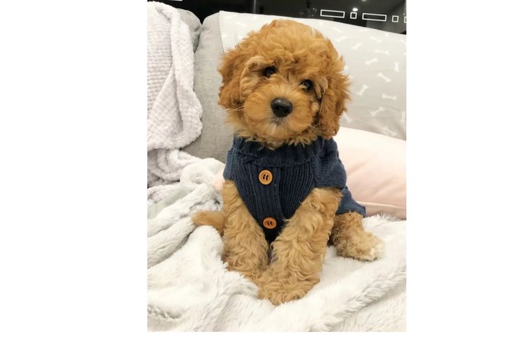 Adorable Cavoodles