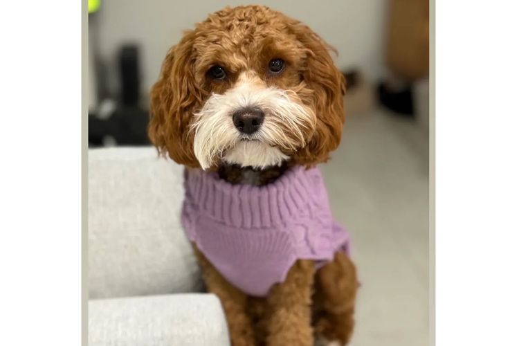 Adorable Cavoodles