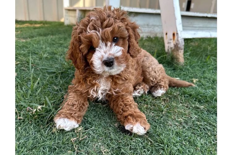 Adorable Cavoodles
