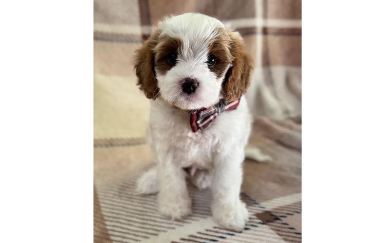 Adorable Cavoodles