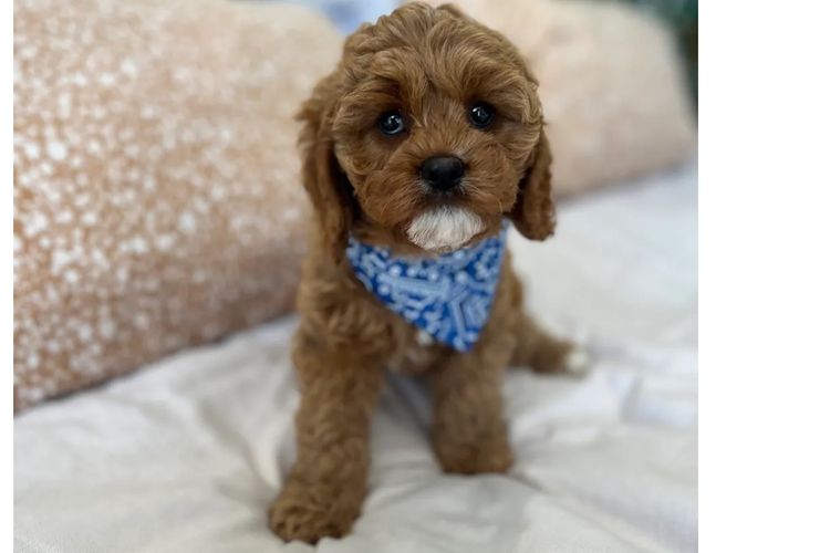 Adorable Cavoodles