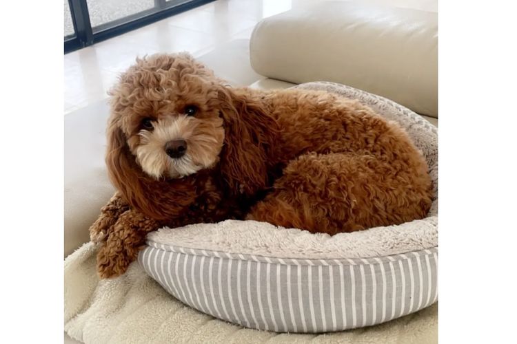 Adorable Cavoodles