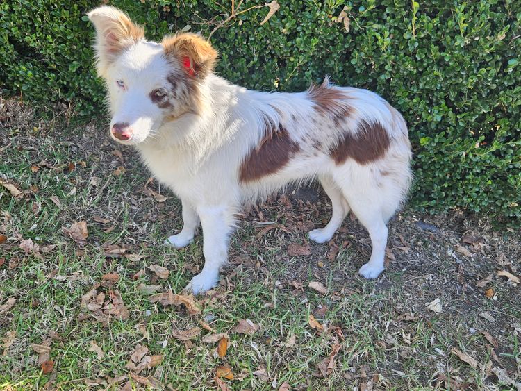 Morah Park Border Collie's