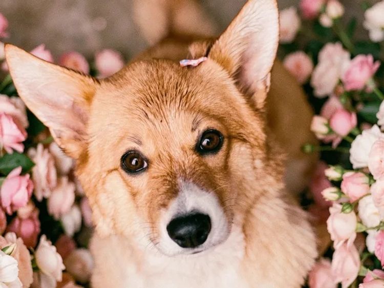 Clarewyn Pembroke Welsh Corgis