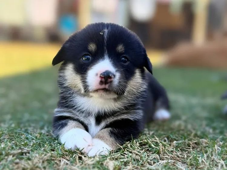 Clarewyn Pembroke Welsh Corgis