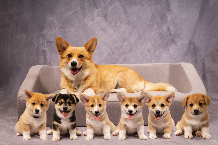 Clarewyn Pembroke Welsh Corgis