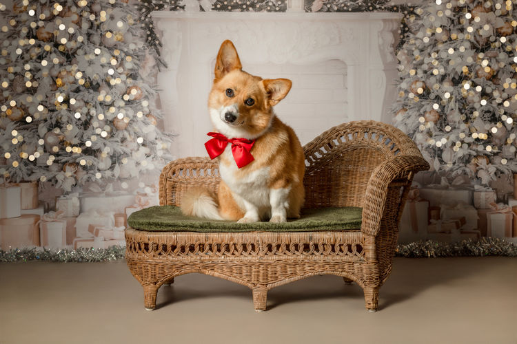 Clarewyn Pembroke Welsh Corgis