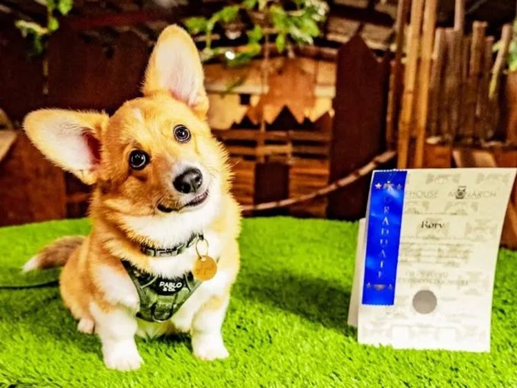 Clarewyn Pembroke Welsh Corgis