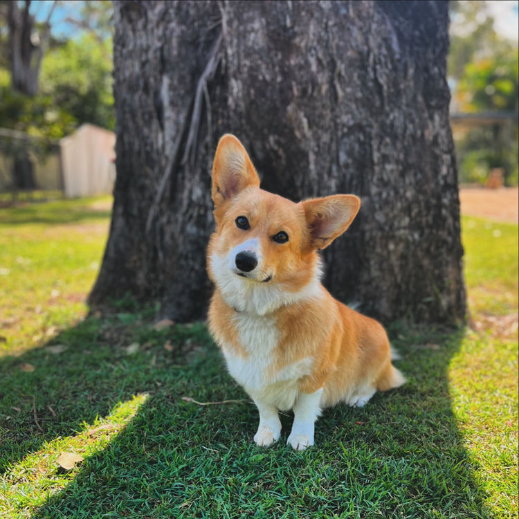 Clarewyn Pembroke Welsh Corgis