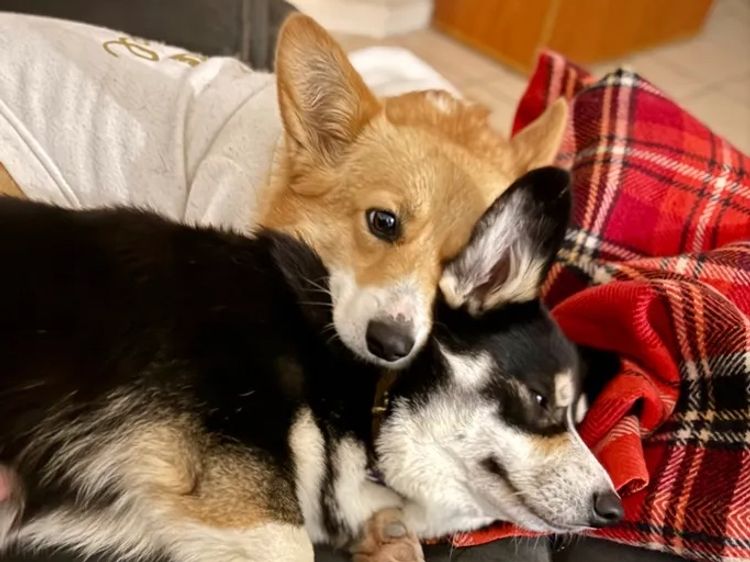 Clarewyn Pembroke Welsh Corgis