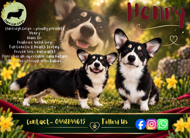 Clarewyn Pembroke Welsh Corgis