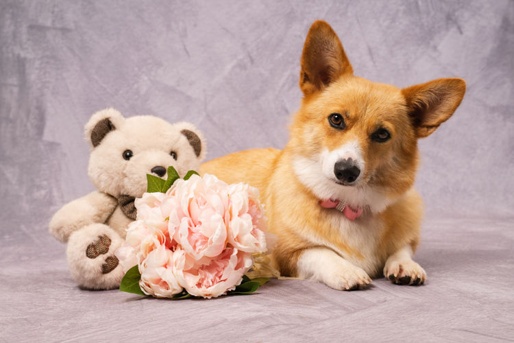 Clarewyn Pembroke Welsh Corgis