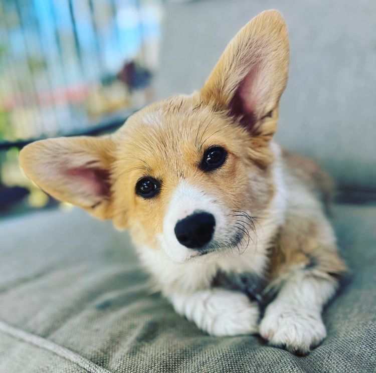 Clarewyn Pembroke Welsh Corgis