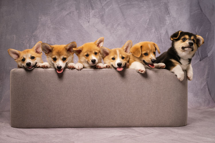 Clarewyn Pembroke Welsh Corgis