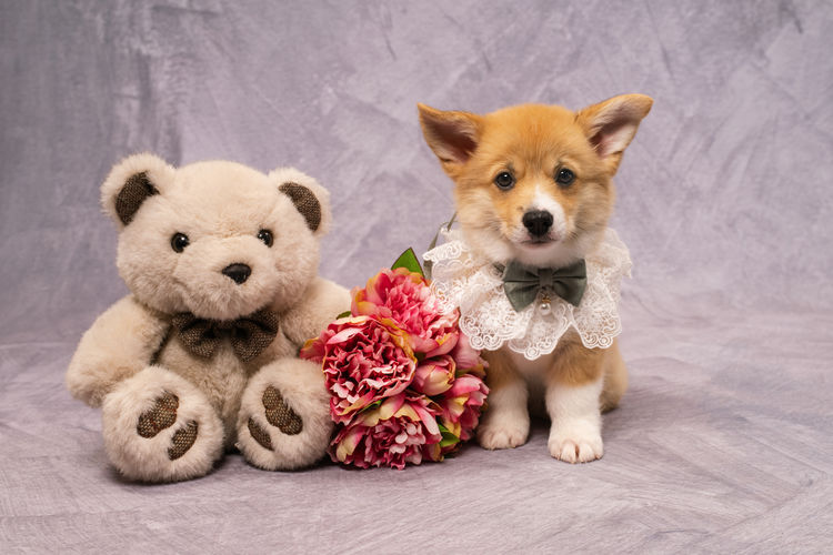 Clarewyn Pembroke Welsh Corgis