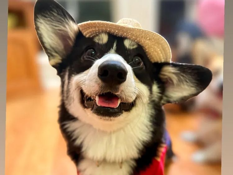 Clarewyn Pembroke Welsh Corgis