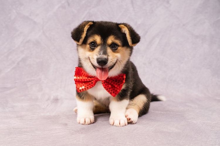 Clarewyn Pembroke Welsh Corgis
