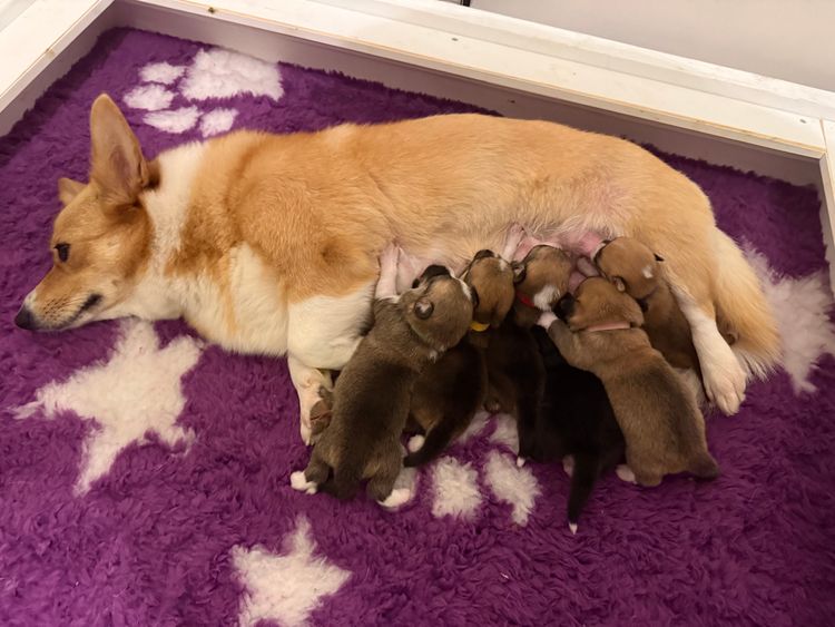 Clarewyn Pembroke Welsh Corgis