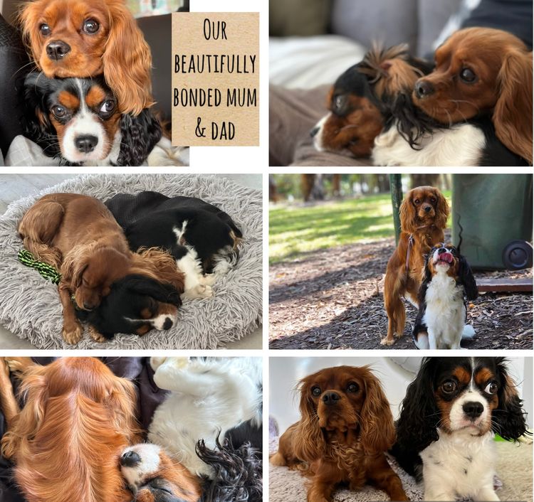 Sandy Paws Breeding
