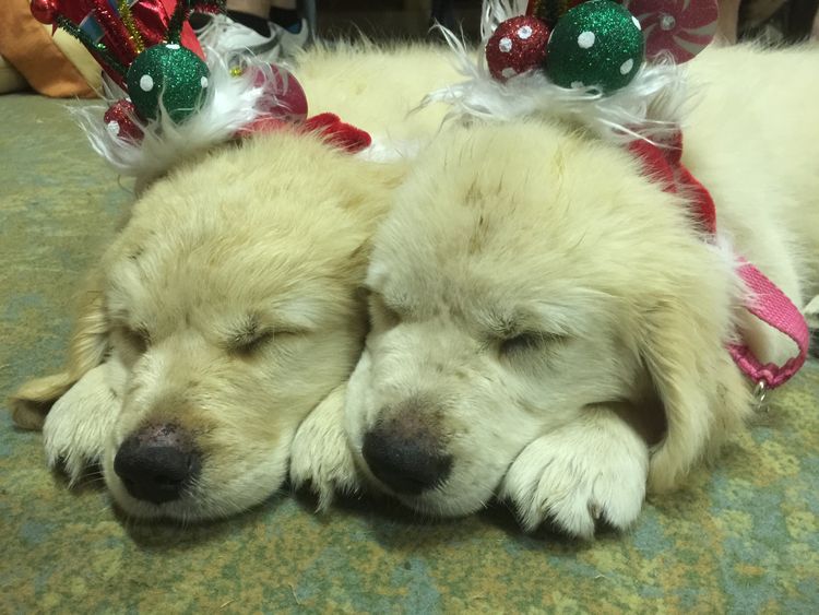 Hobsonvale Golden Retrievers (ANKC/Dogs NSW)