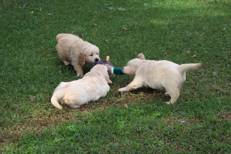 Hobsonvale Golden Retrievers (ANKC/Dogs NSW)