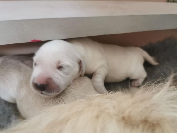 Hobsonvale Golden Retrievers (ANKC/Dogs NSW)